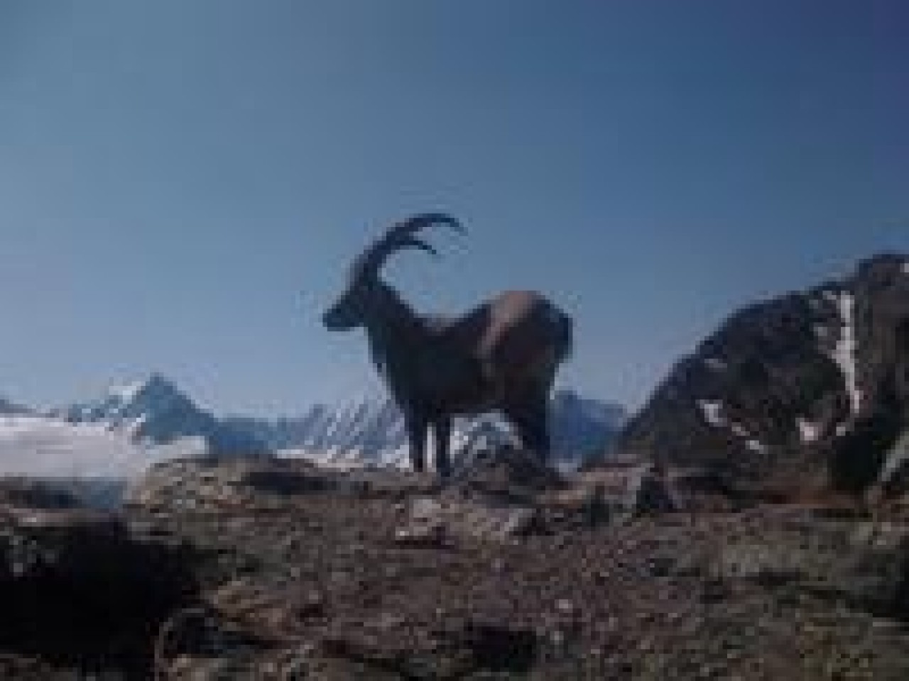 Male Ibex